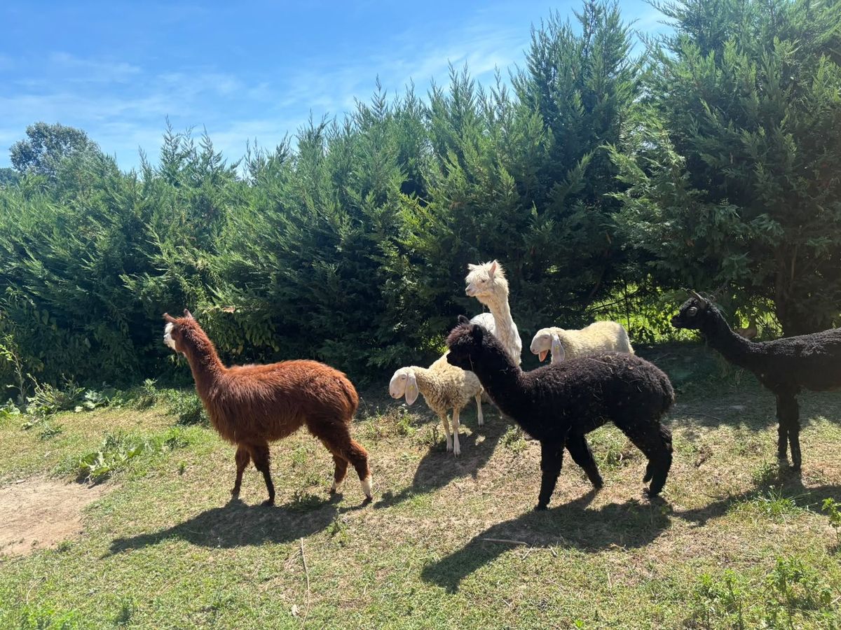 Gli alpaca del ranch al pascolo