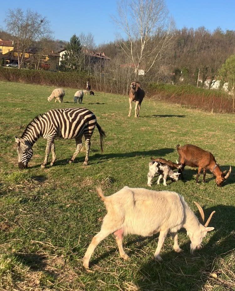 Jago la zebra al pascolo con gli altri animali