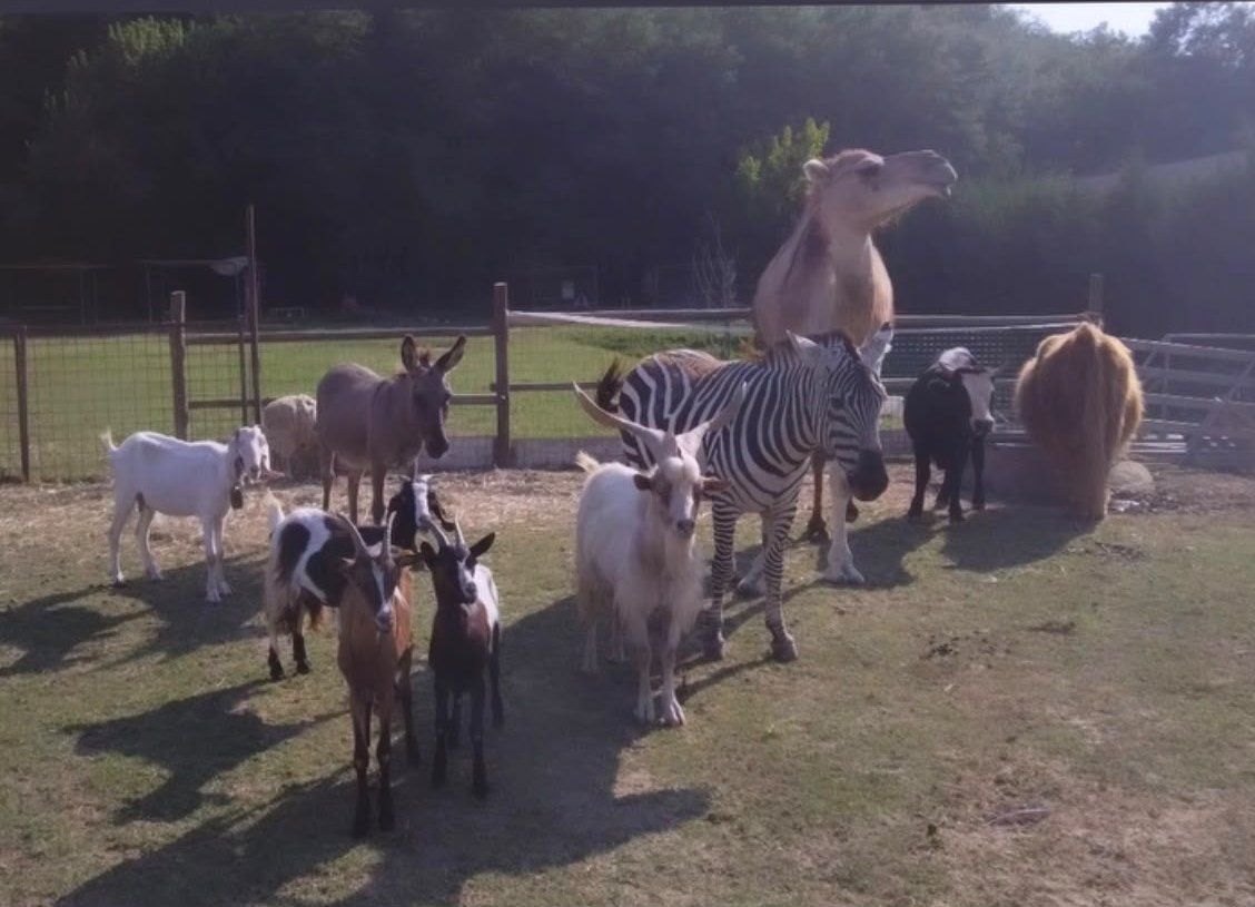 Il dromedario, la zebra, le capre e i pony insieme nel parco
