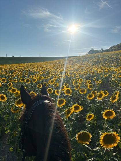 Passeggiata tra i girasoli