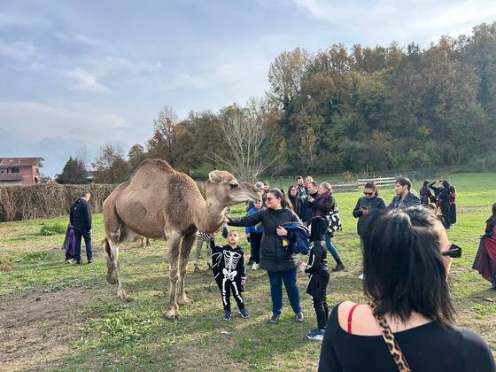 Il giro in fattoria con Alvin