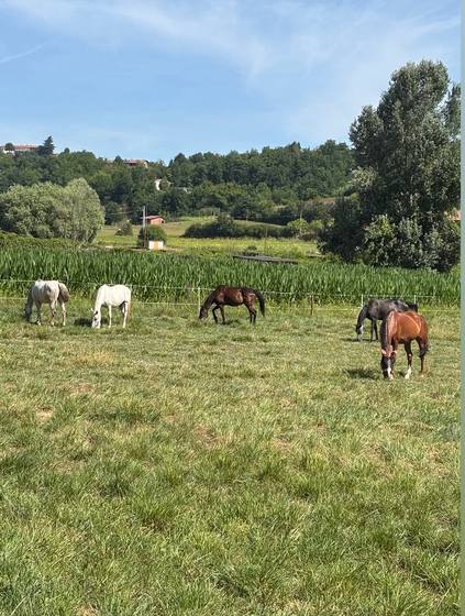 I cavalli al pascolo