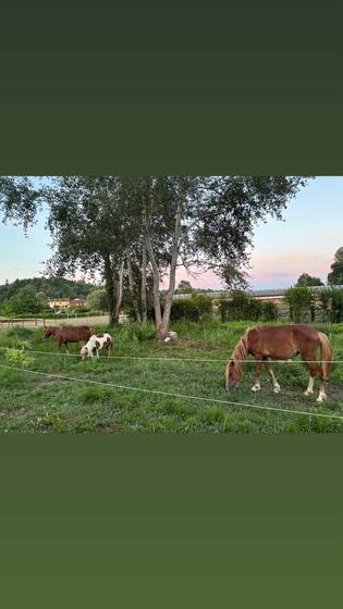 Sera al pascolo
