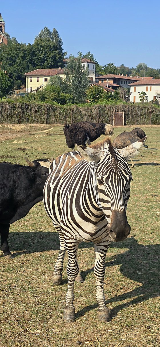 Zebre e struzzi nello stesso prato