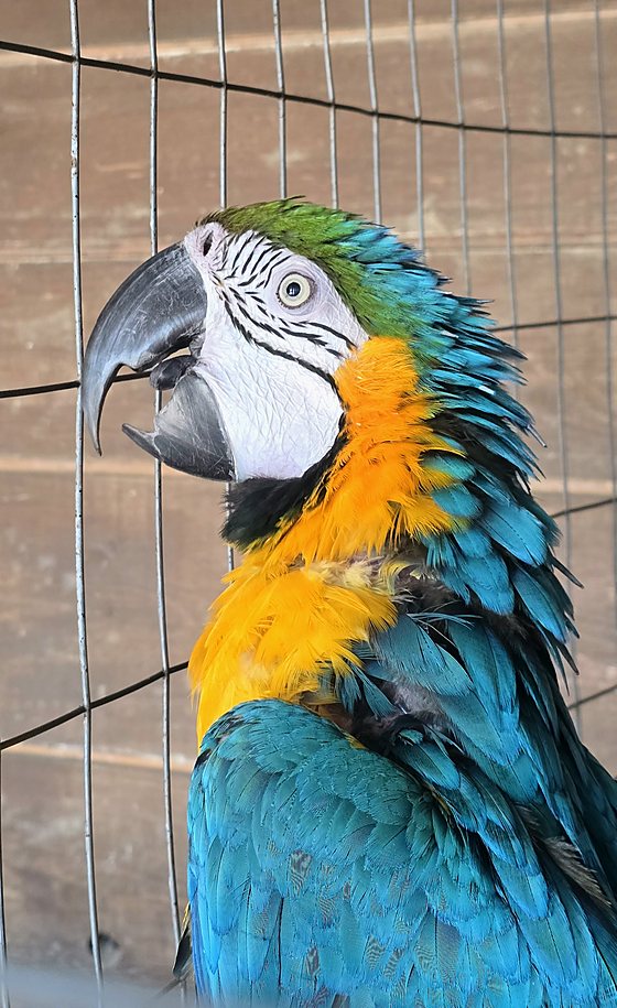 Uno dei pappagalli del parco